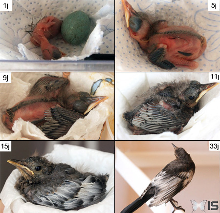 Évolution du plumage et de la morphologie d'un oisillon de merle noir, à partir de l'éclosion jusqu'au sevrage